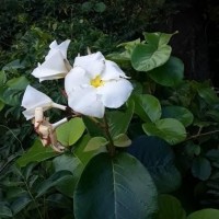 Chonemorpha fragrans (Moon) Alston